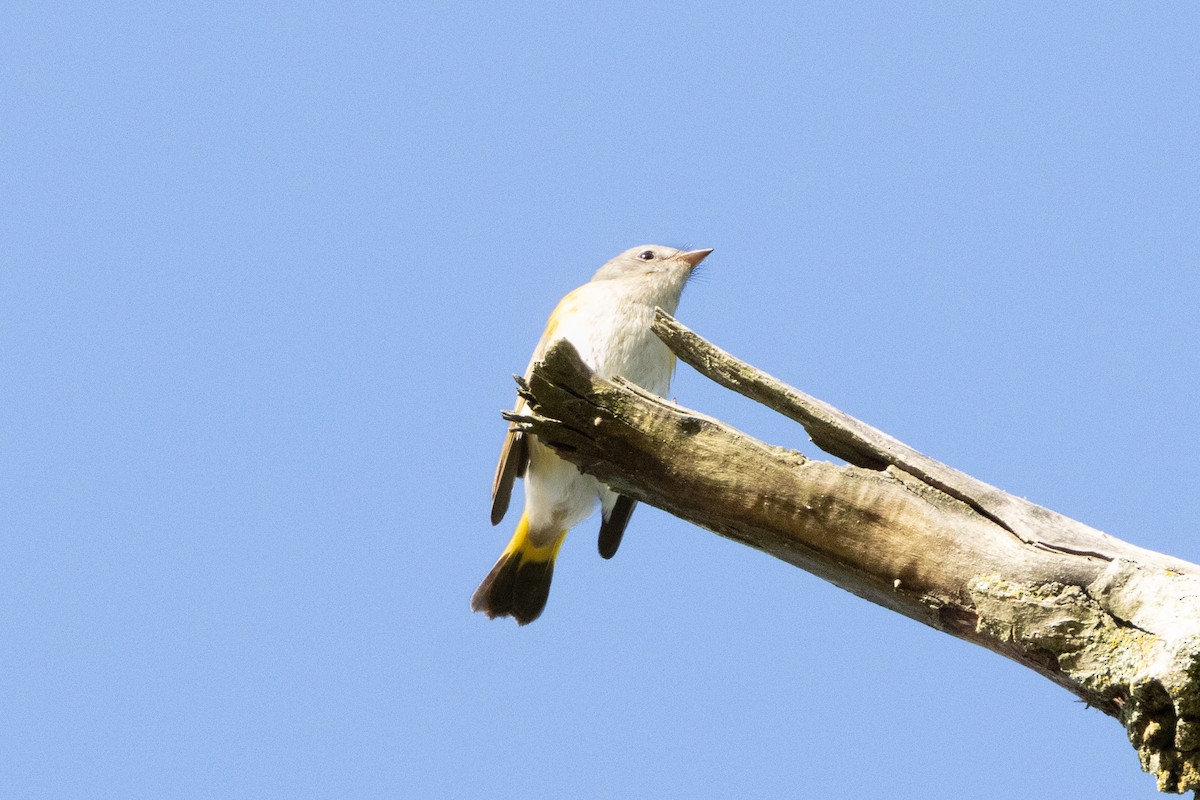 American Redstart - ML624699872