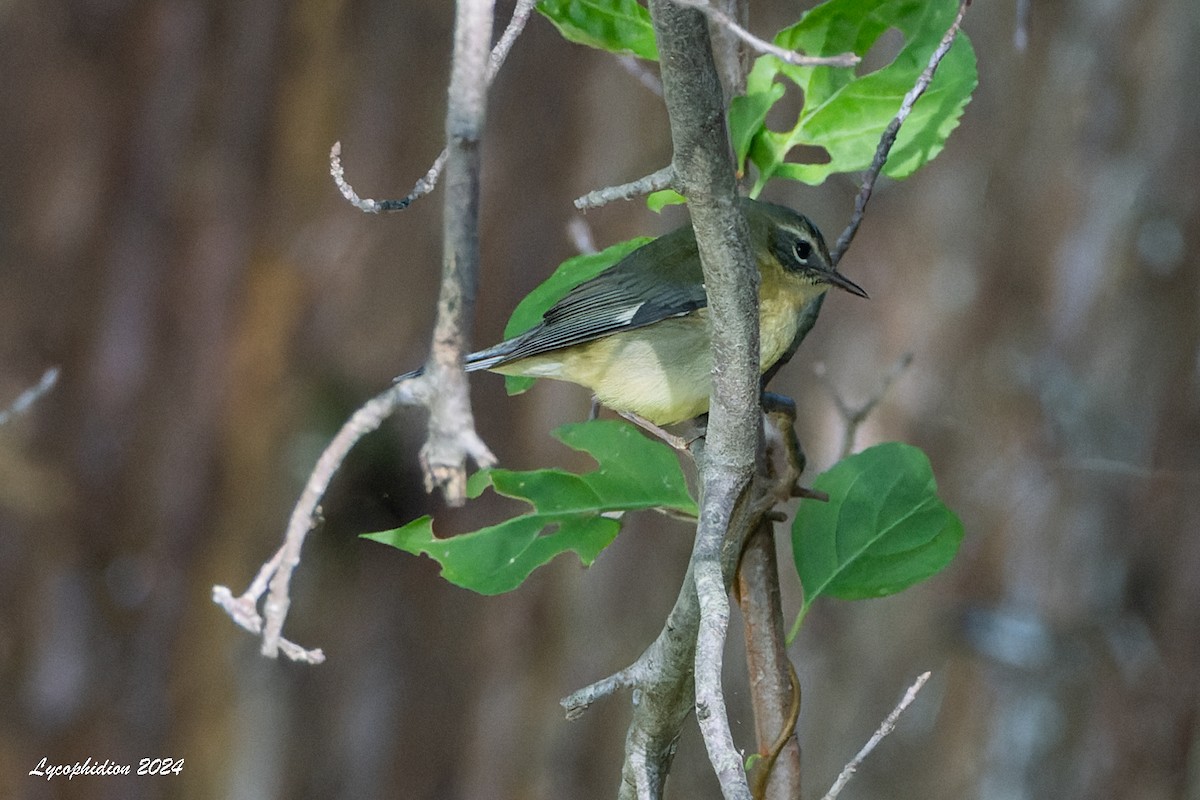 Black-throated Blue Warbler - ML624699898