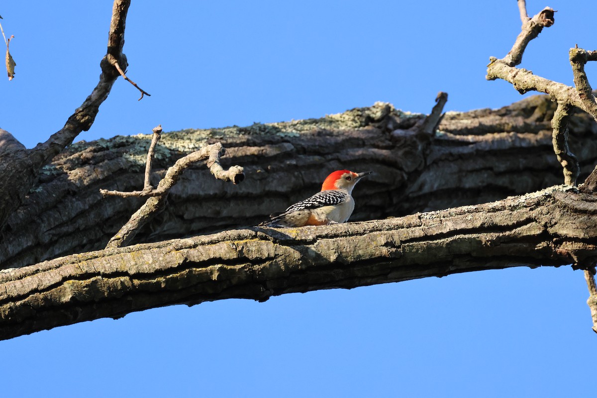 Red-bellied Woodpecker - ML624699916