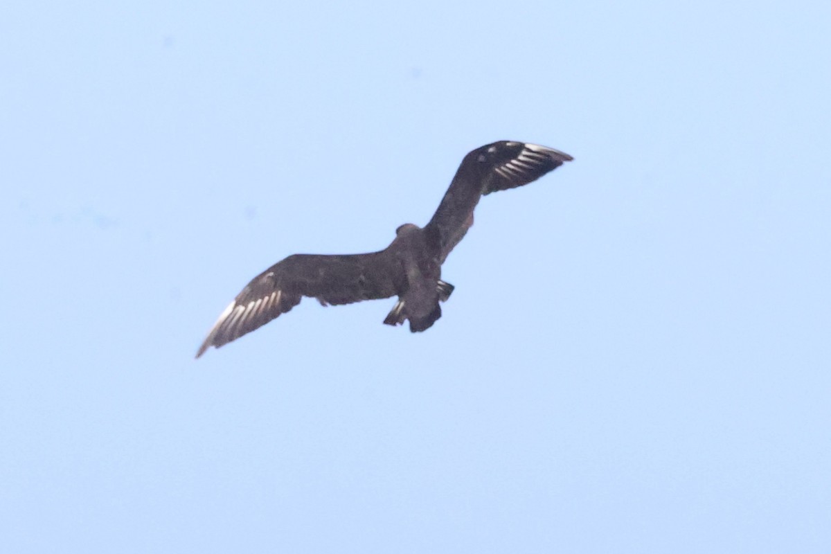 South Polar Skua - ML624699921
