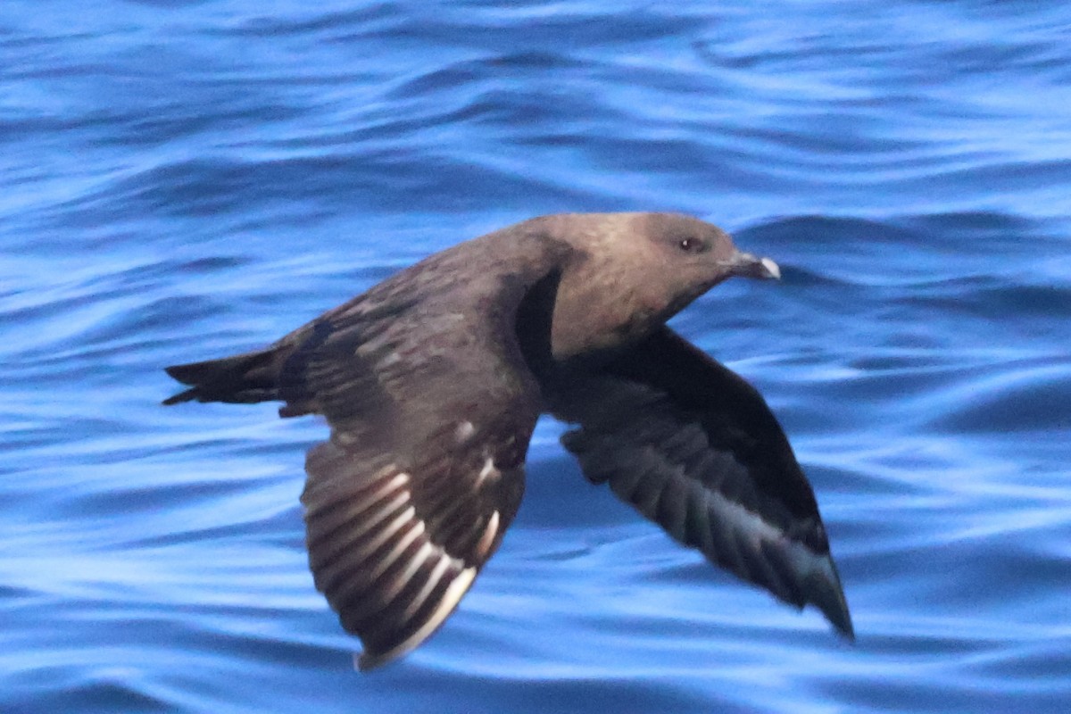 South Polar Skua - ML624699922