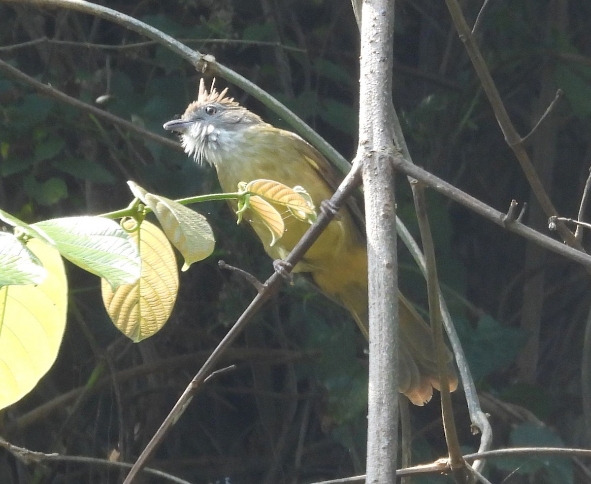 Puff-throated Bulbul - ML624700296