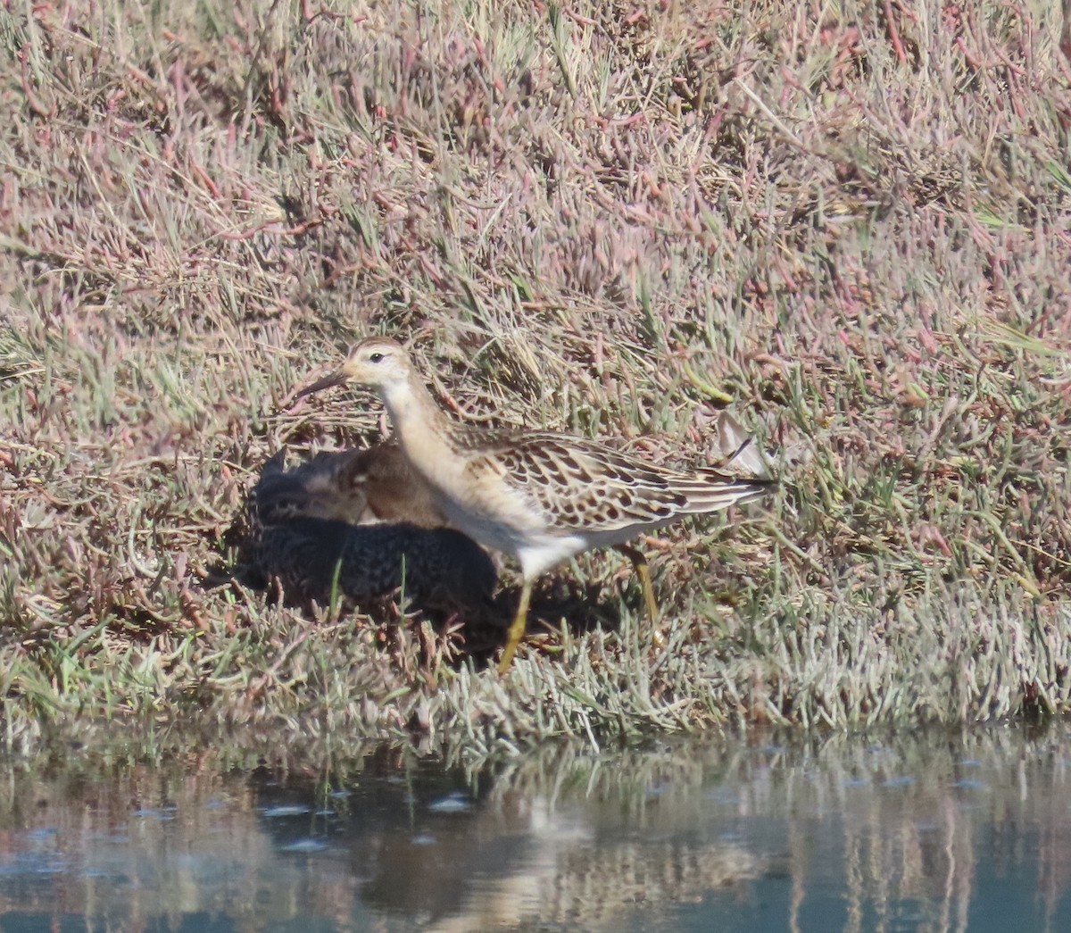 Combattant varié - ML624700312