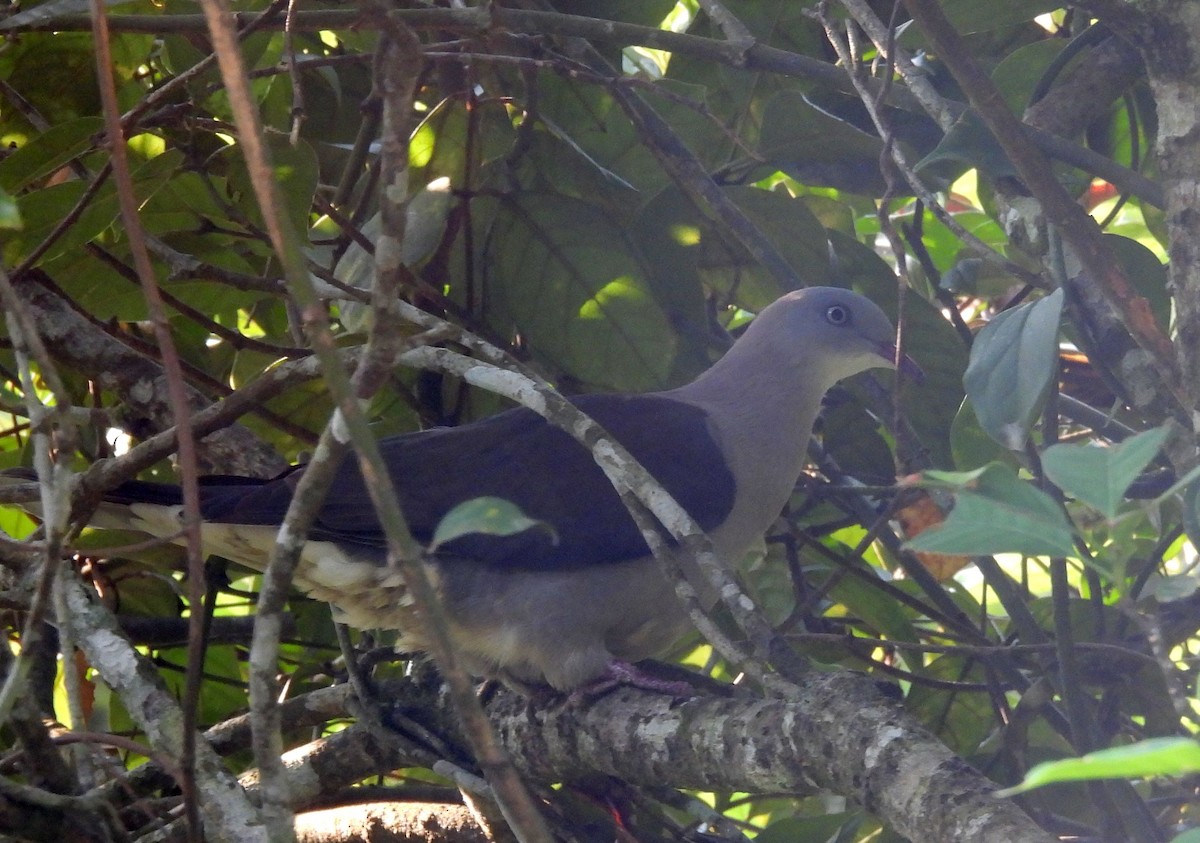 Mountain Imperial-Pigeon - ML624700375