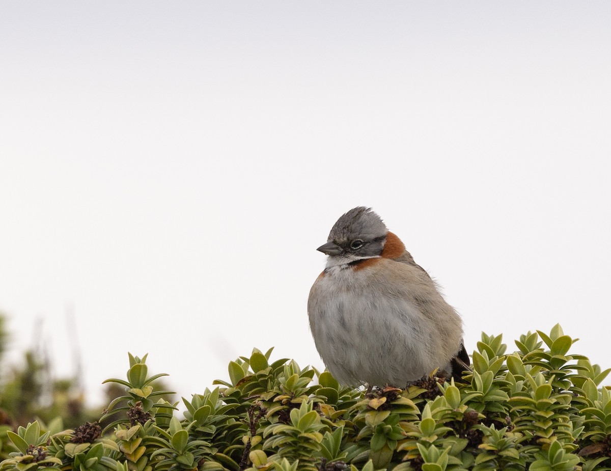 Rufous-collared Sparrow - ML624700529