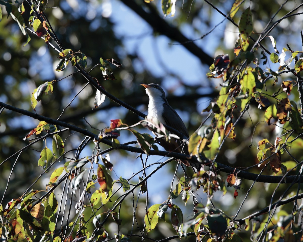 Yellow-billed Cuckoo - ML624700789