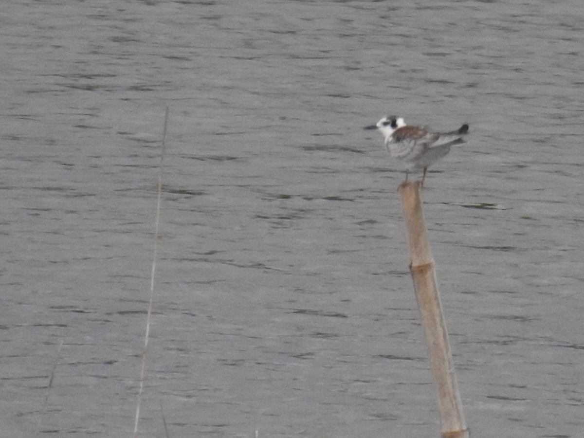 Whiskered Tern - ML624700868