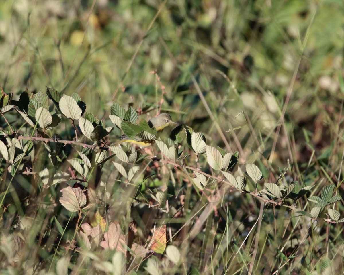 Nashville Warbler - ML624701327