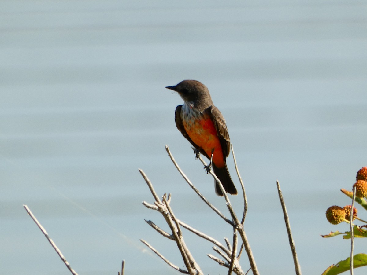 Vermilion Flycatcher - ML624701371