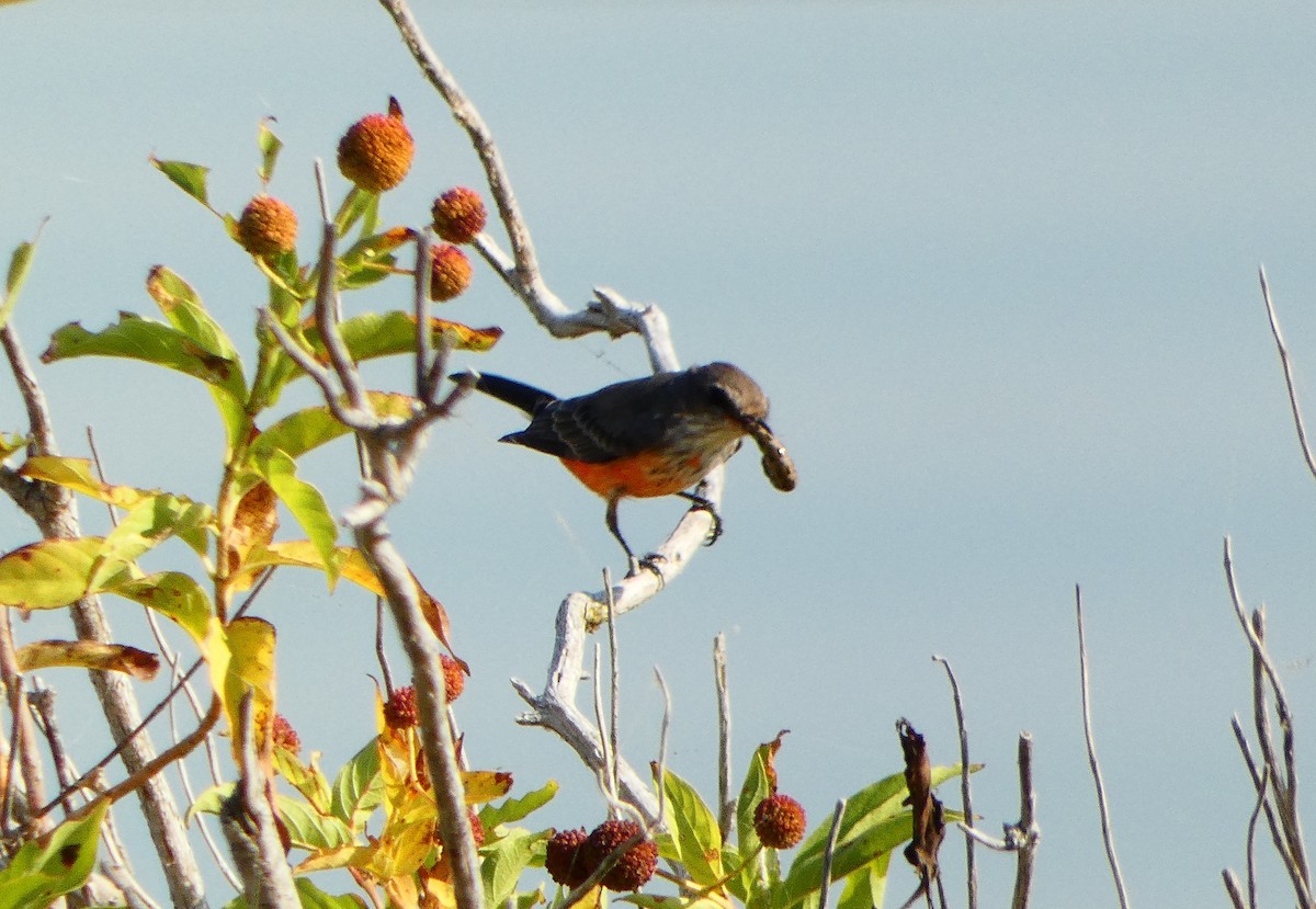 Vermilion Flycatcher - ML624701382