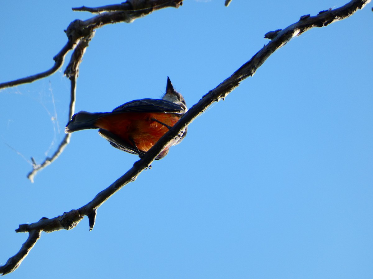 Vermilion Flycatcher - ML624701393