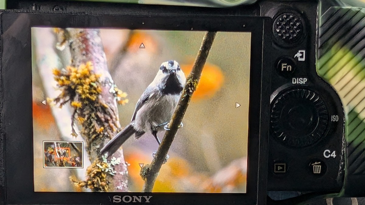 Mountain Chickadee - ML624701599