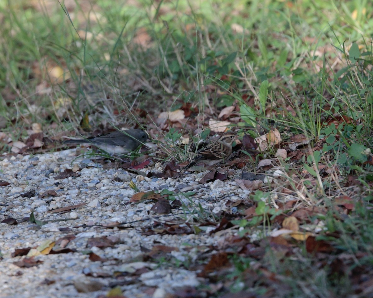 Chipping Sparrow - ML624701630