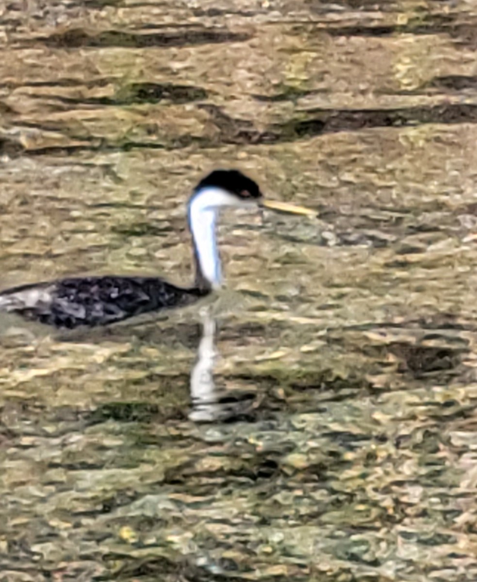 Western Grebe - ML624701746