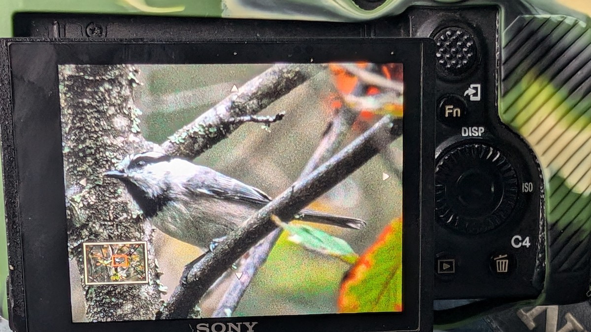 Mountain Chickadee - ML624701775