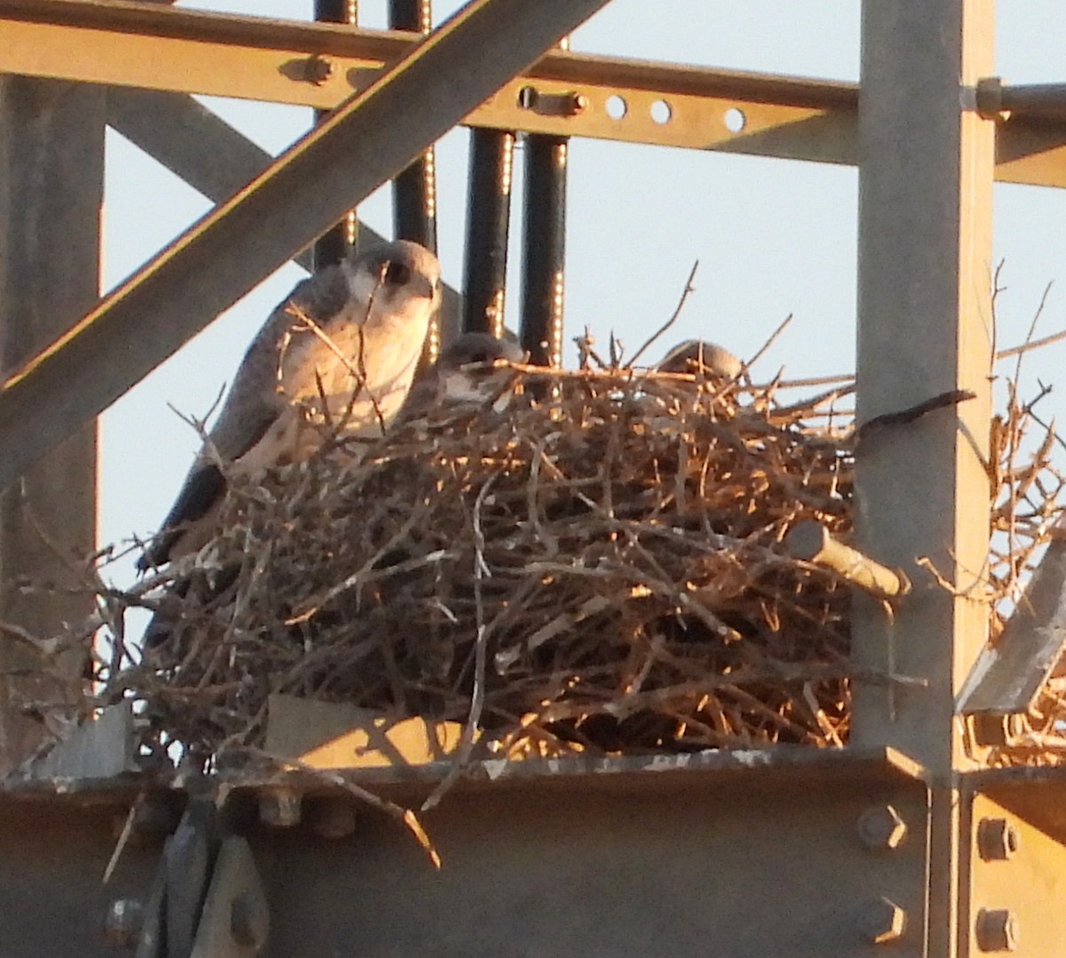 Gray Falcon - Rodney van den Brink