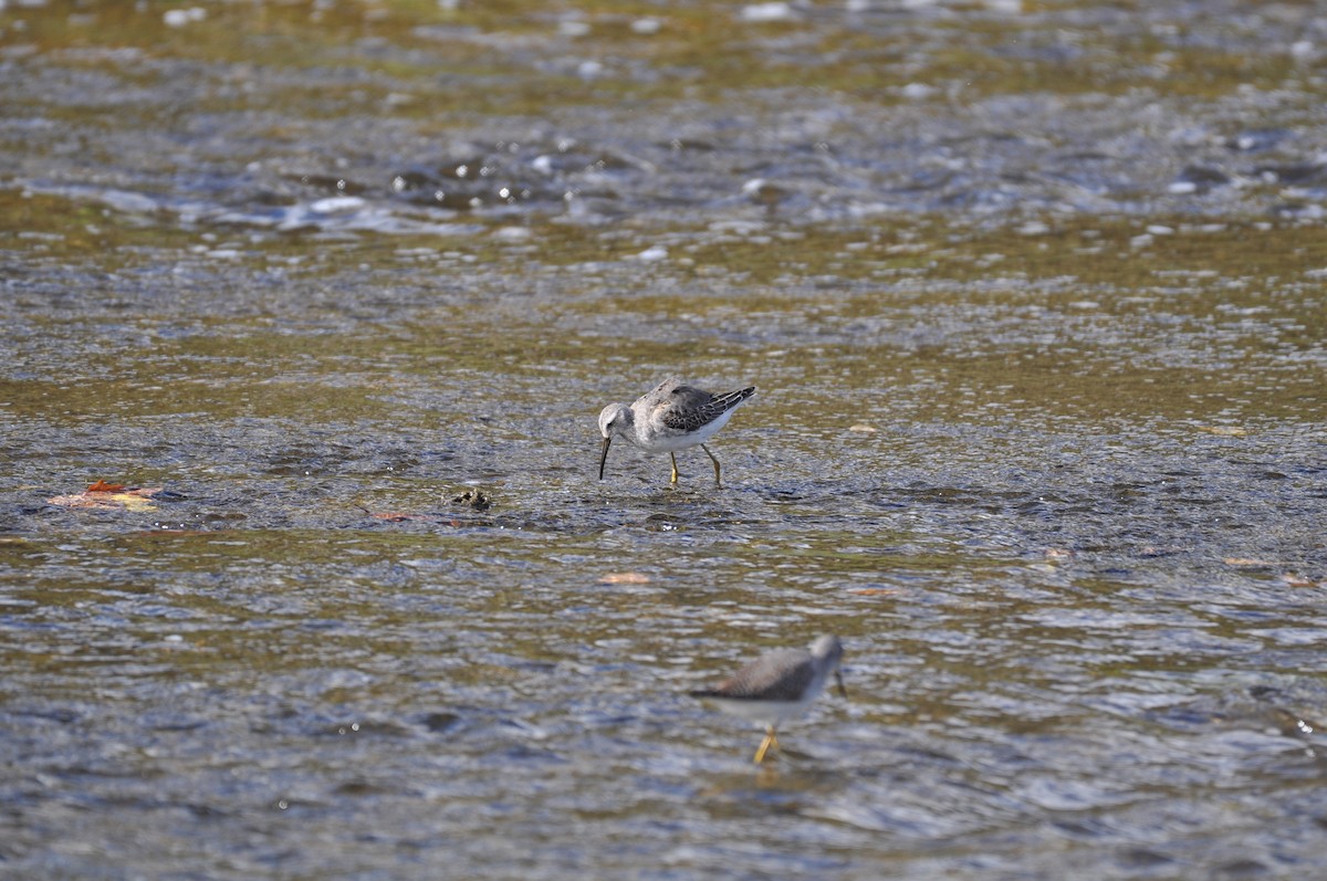 Stilt Sandpiper - ML624702067