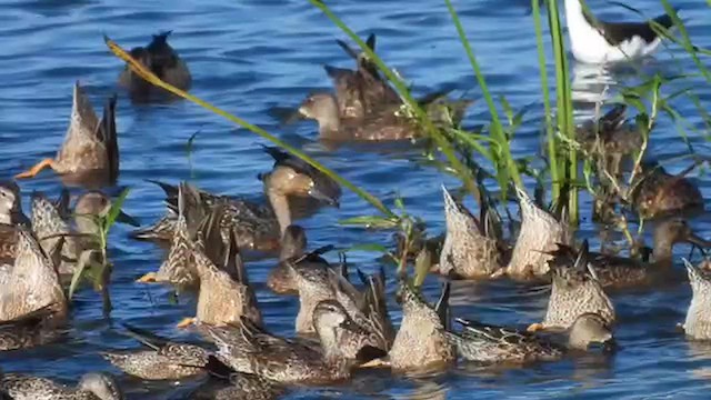 Blue-winged Teal - ML624702262