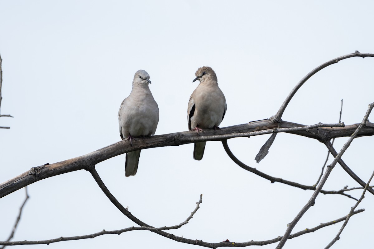 Picui Ground Dove - ML624702329