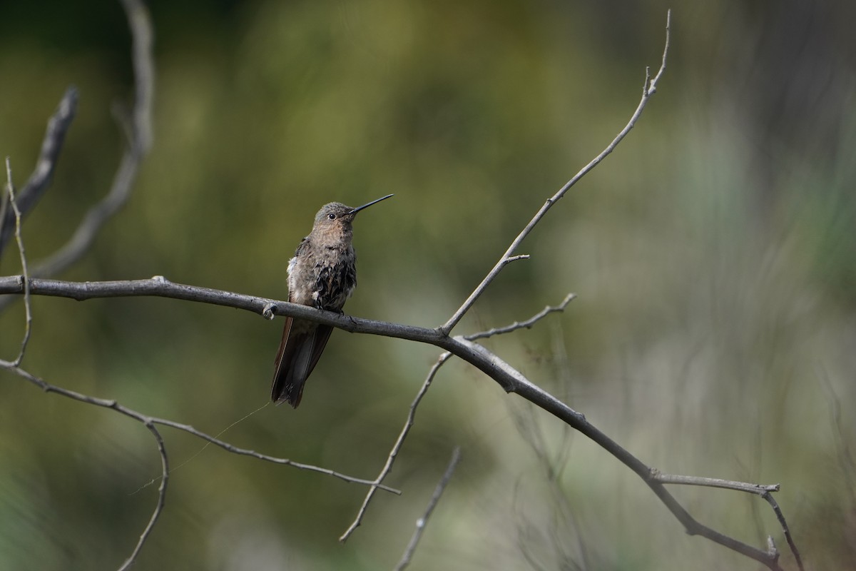 Giant Hummingbird - ML624702342