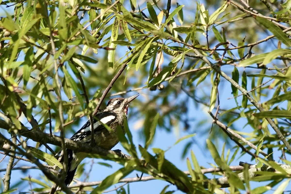 Yellow-bellied Sapsucker - ML624702423