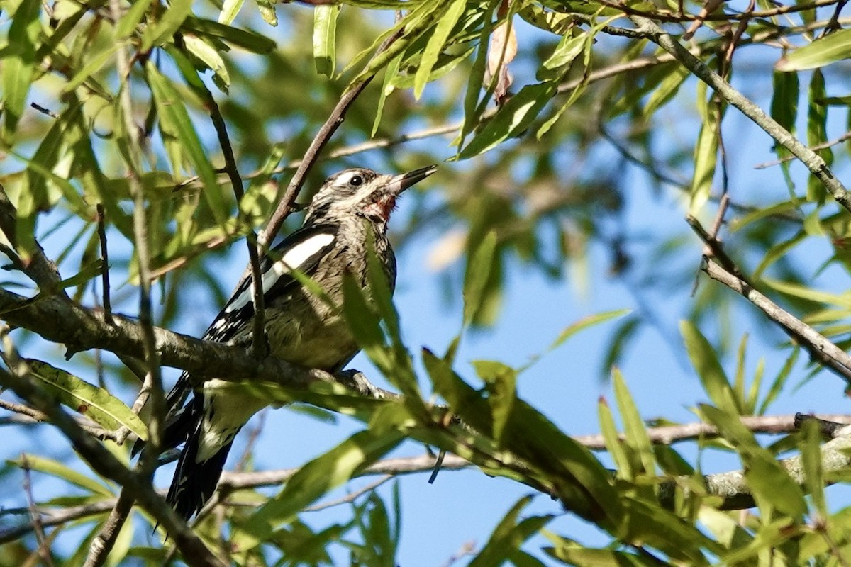 Yellow-bellied Sapsucker - ML624702424