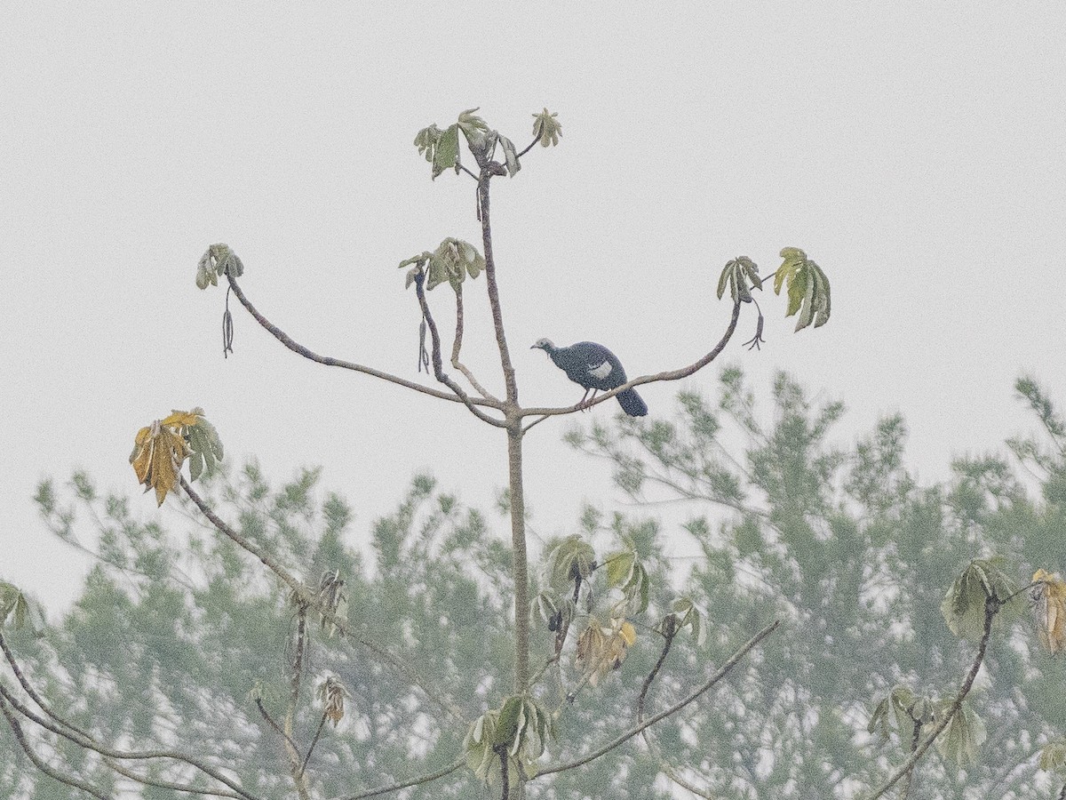 Blue-throated/White-throated Piping-Guan - ML624702463