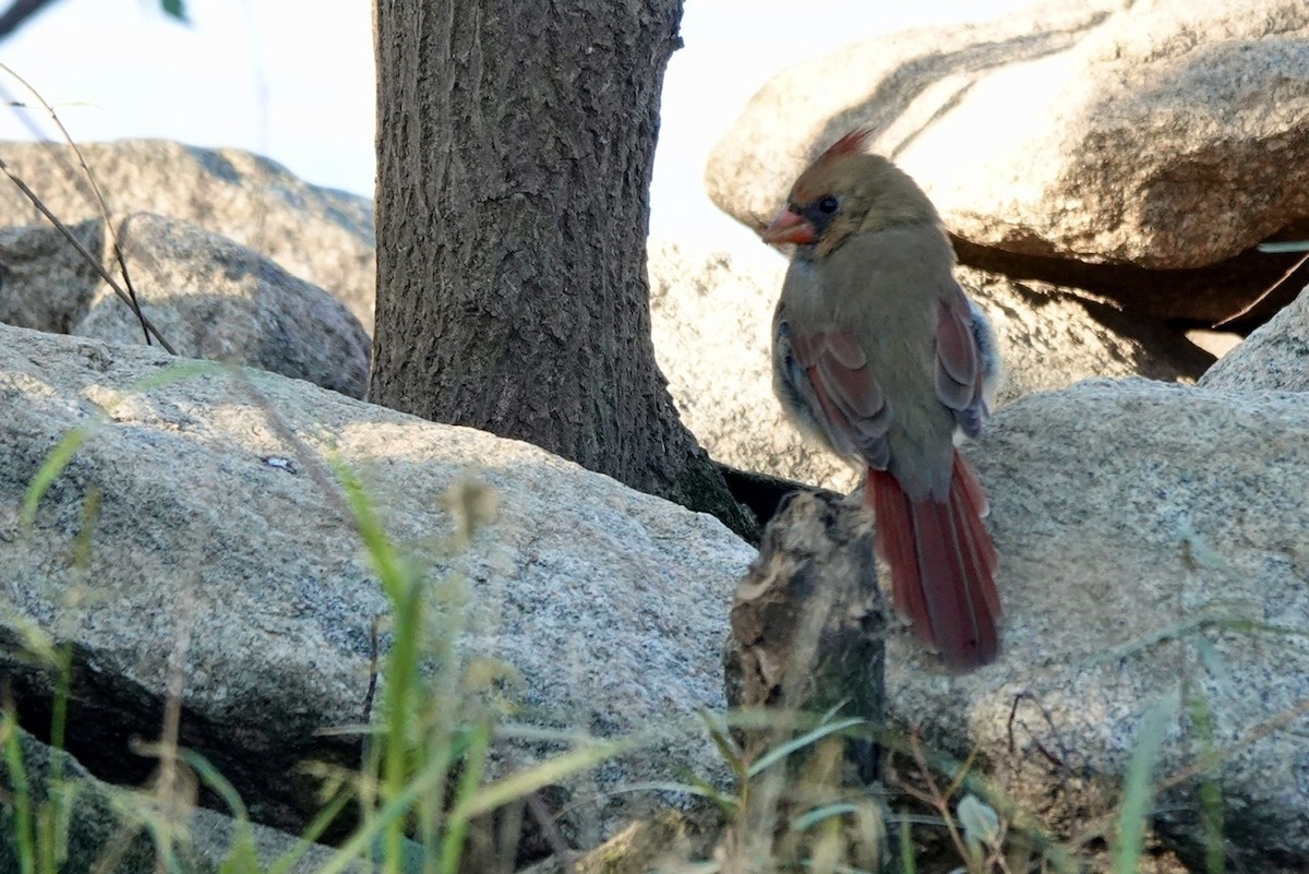 Northern Cardinal - ML624702567