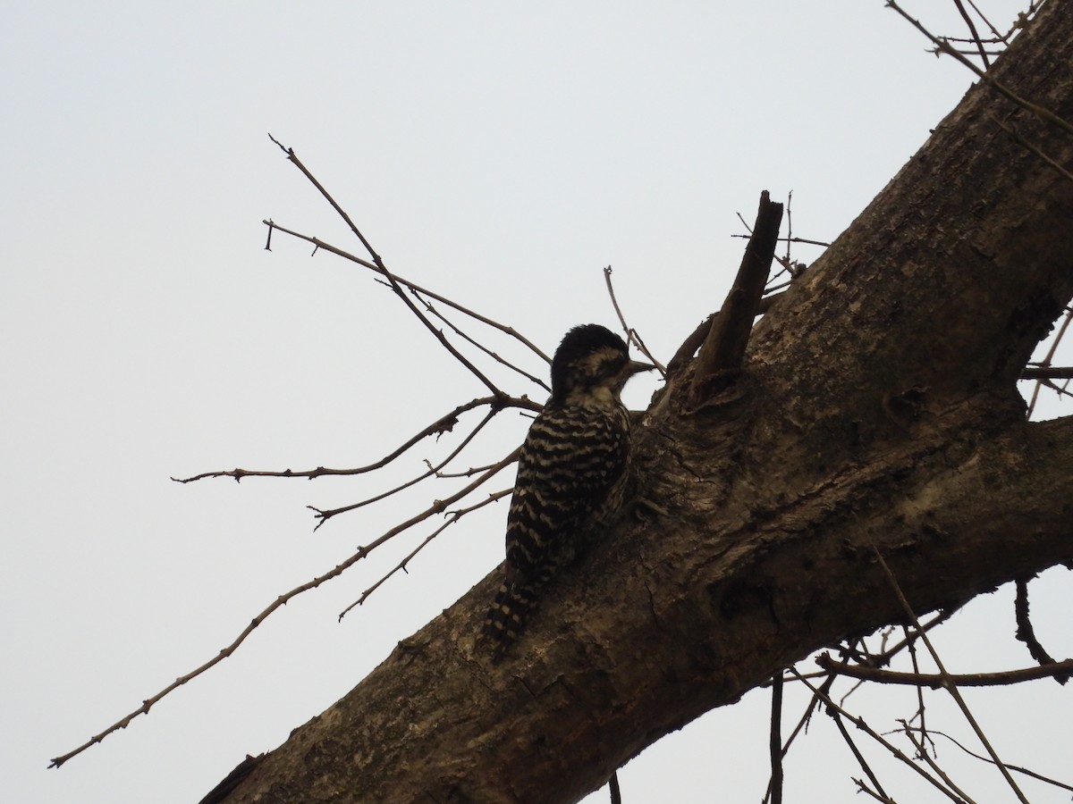Striped Woodpecker - ML624702702