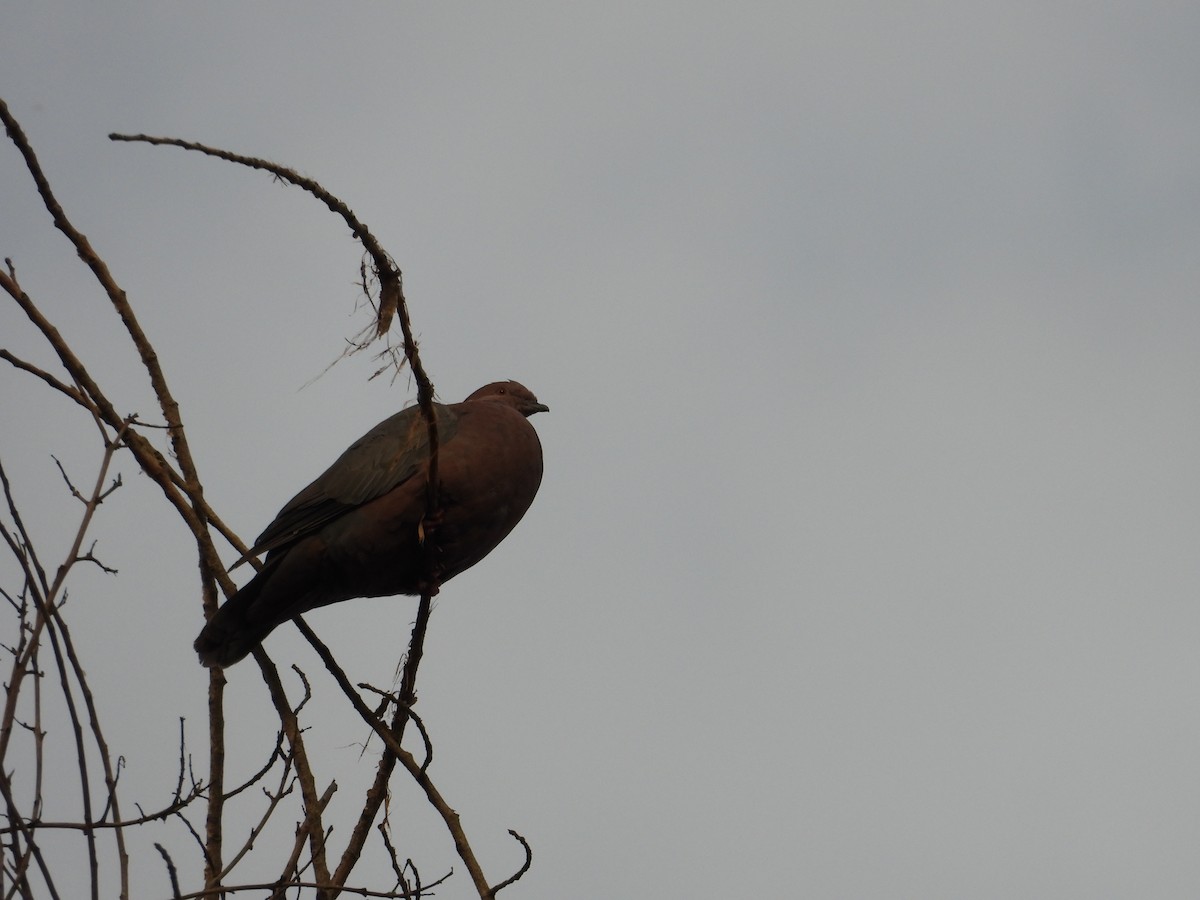Chilean Pigeon - ML624702706