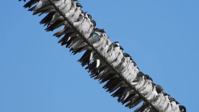 Tree Swallow - ML624702858