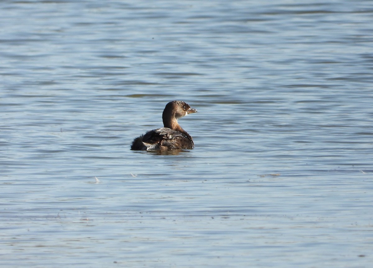 Pied-billed Grebe - ML624702903