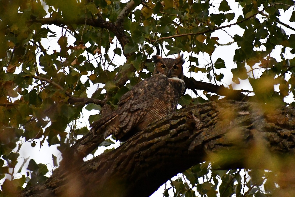 Great Horned Owl - ML624702983