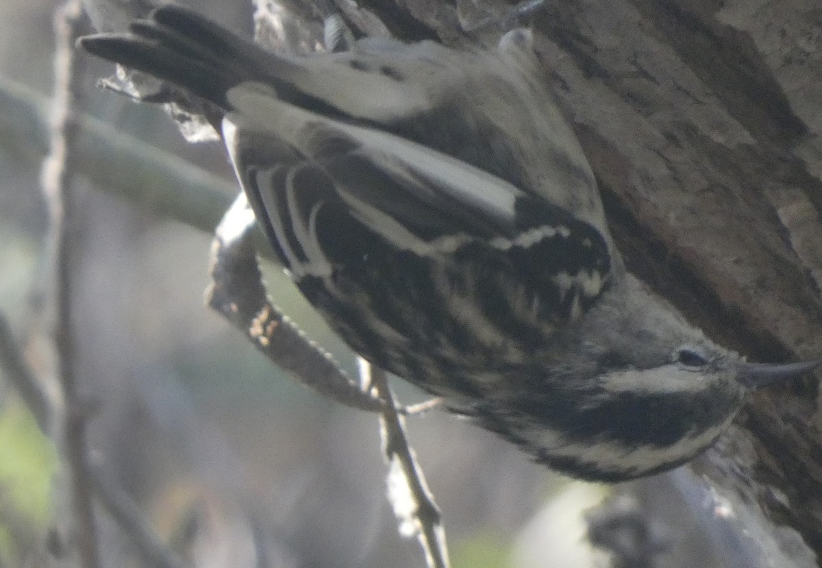 Black-and-white Warbler - ML624702985