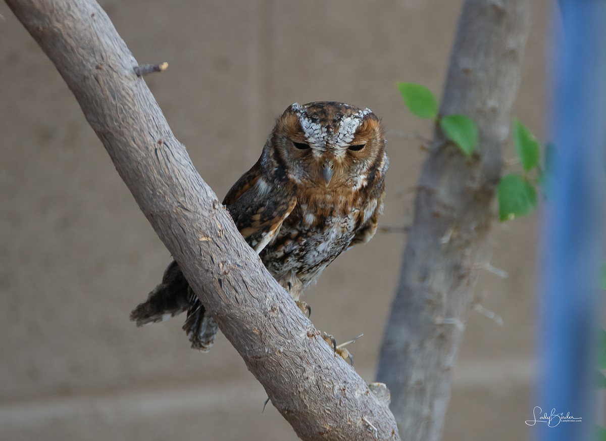 Flammulated Owl - ML624703021