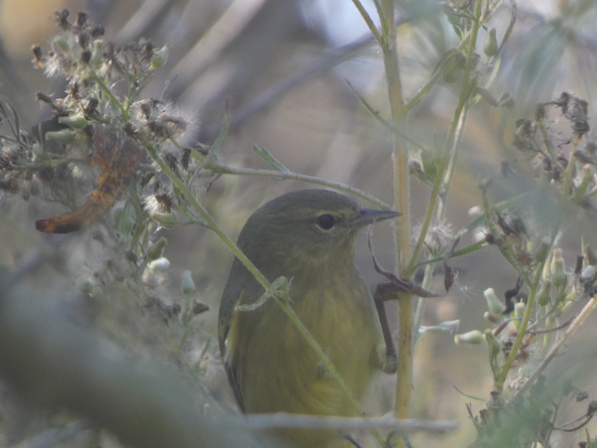 Orange-crowned Warbler - ML624703043