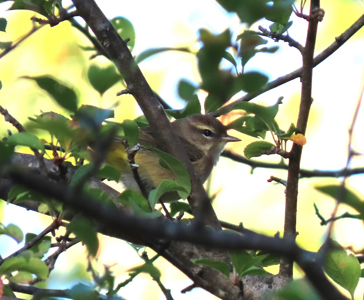 Palm Warbler - ML624703070