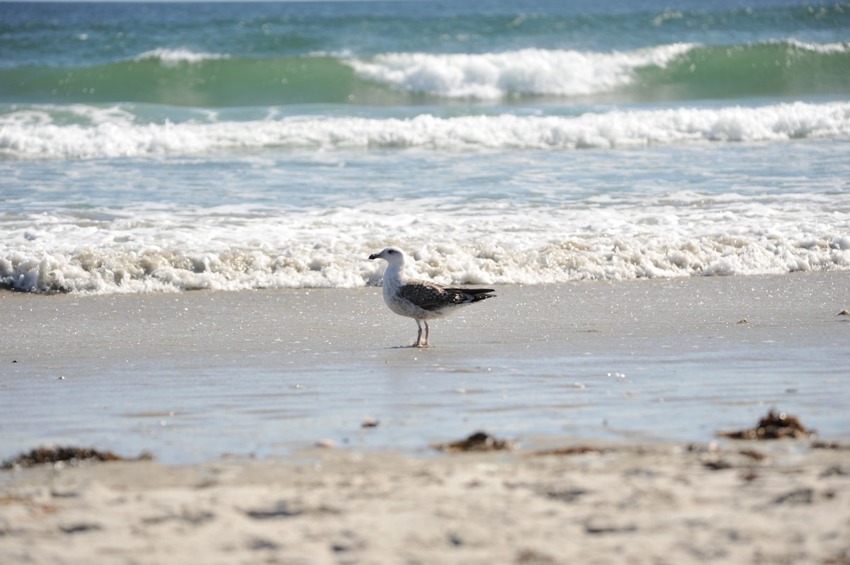 Great Black-backed Gull - ML624703093