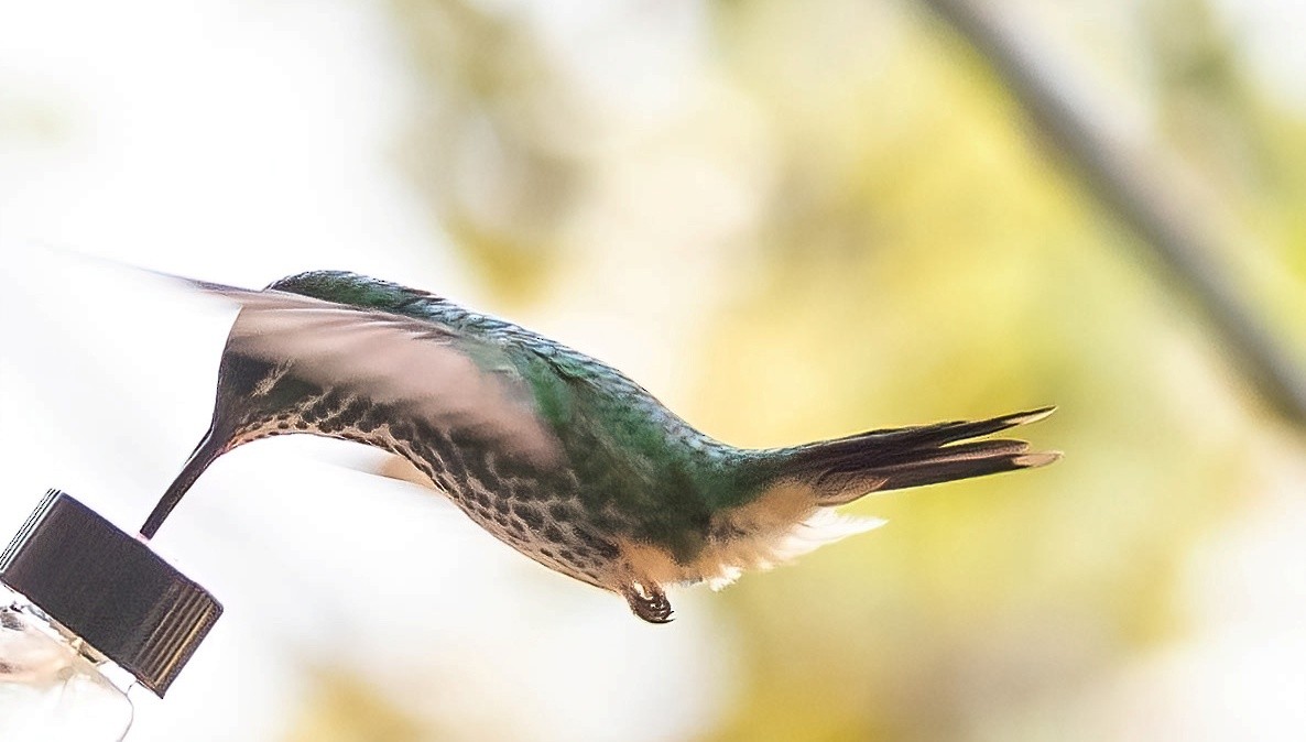 Many-spotted Hummingbird - ML624703137