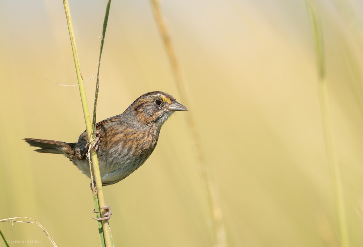 Seaside Sparrow - Jeremiah Oden
