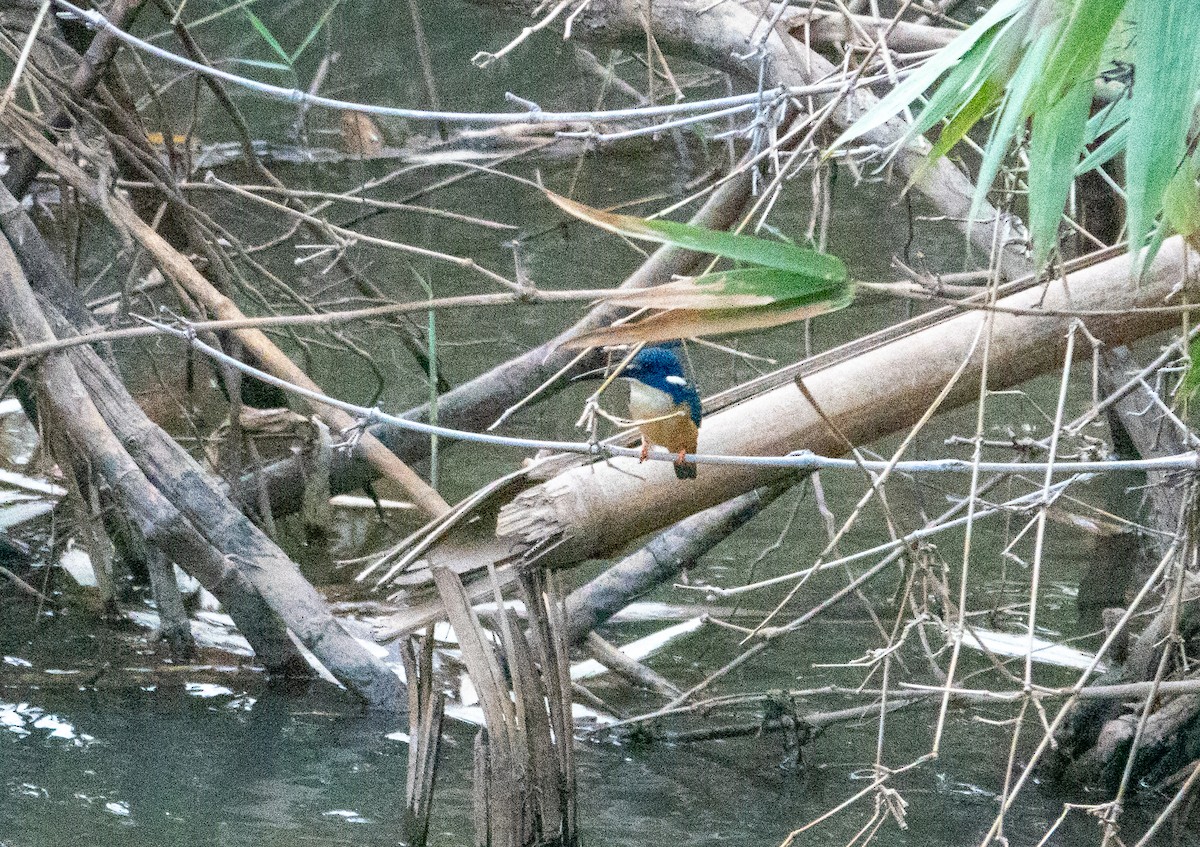 Half-collared Kingfisher - ML624703257