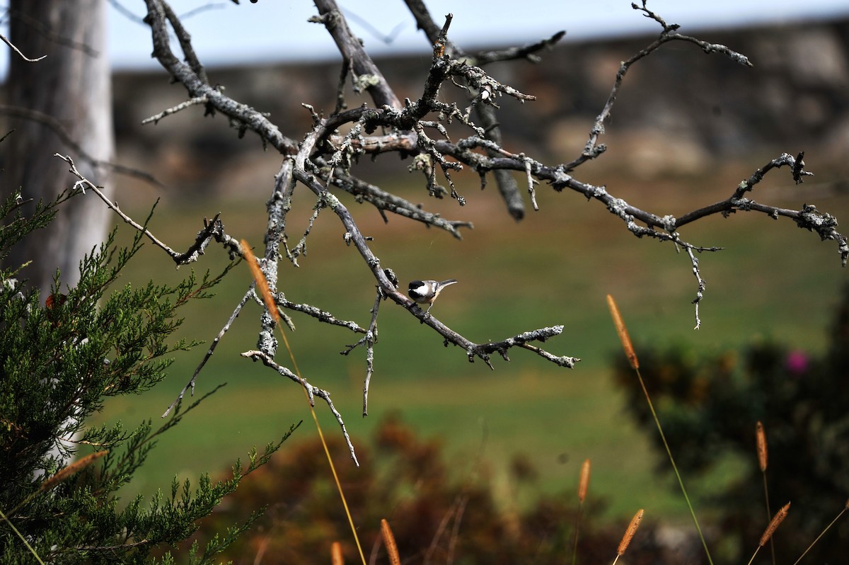 Black-capped Chickadee - ML624703307