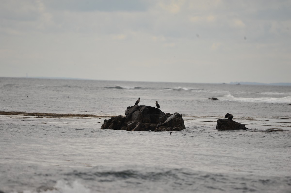 Double-crested Cormorant - ML624703329
