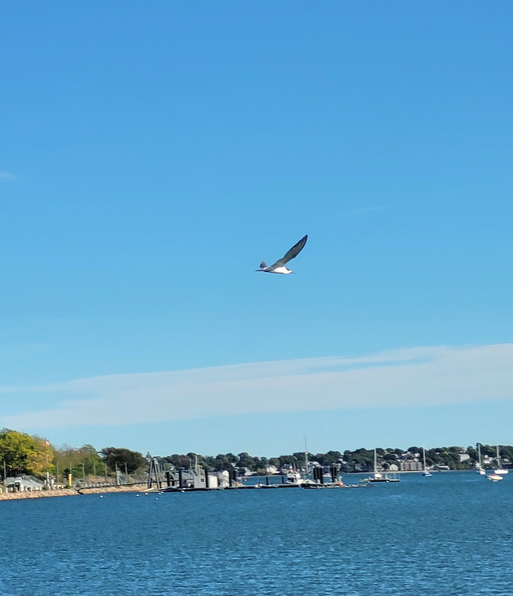 Common Tern (hirundo/tibetana) - ML624703345