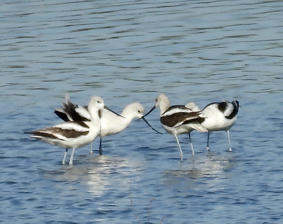 American Avocet - ML624703350