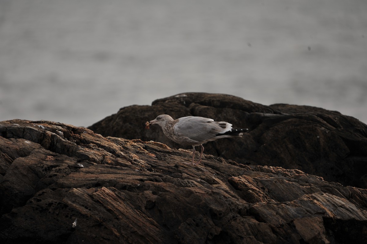 Ring-billed Gull - ML624703365