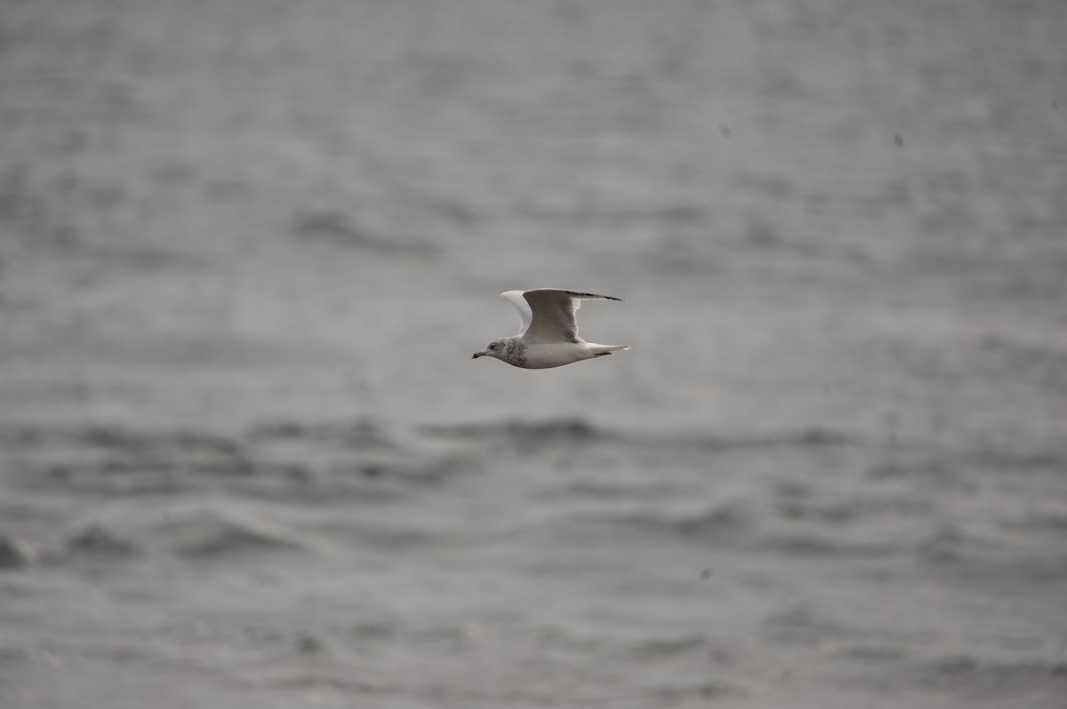 Ring-billed Gull - ML624703393