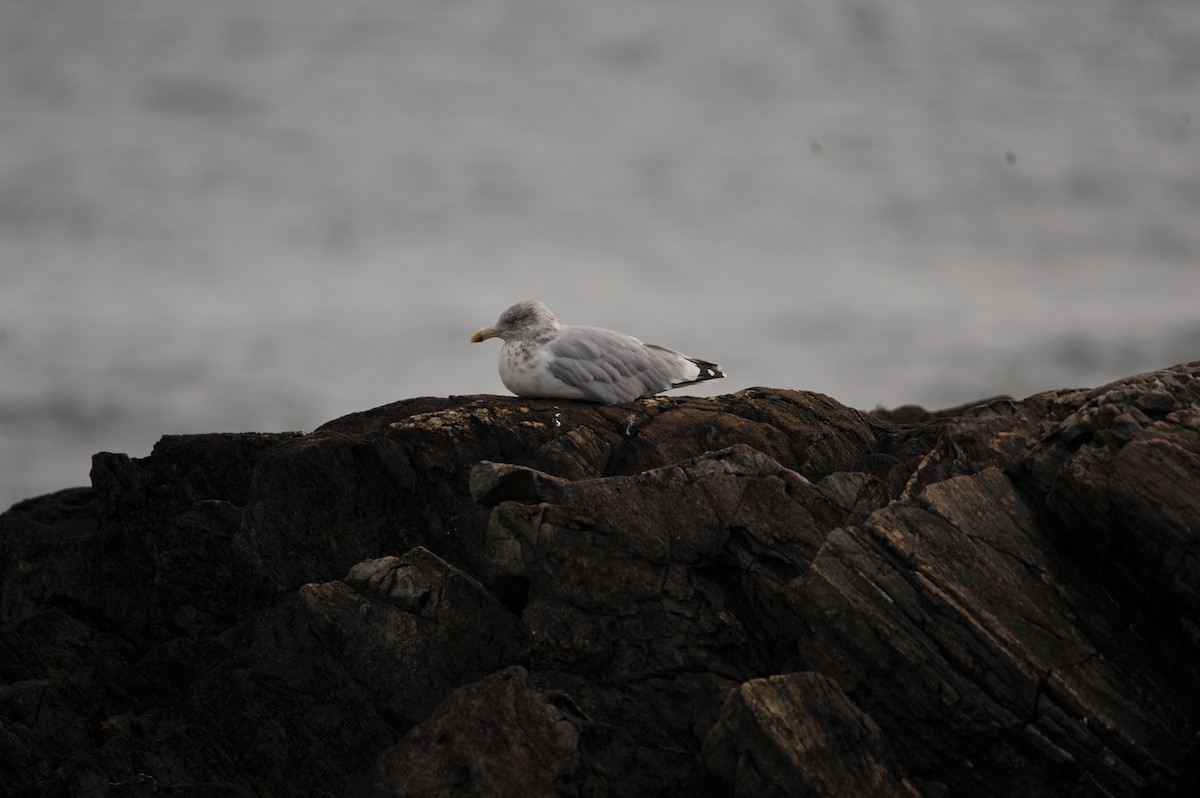 American Herring Gull - ML624703401