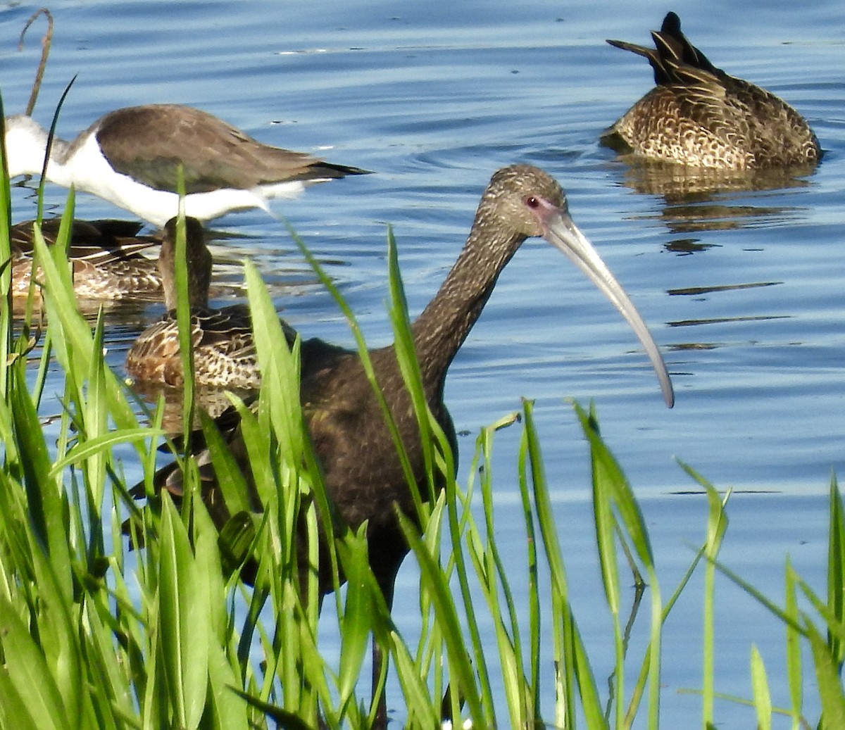 White-faced Ibis - ML624703455