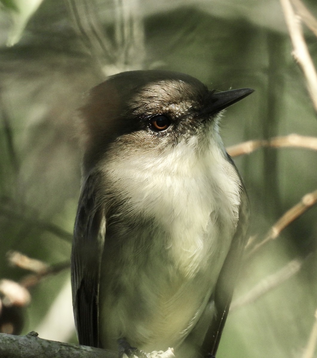 Eastern Phoebe - ML624703490